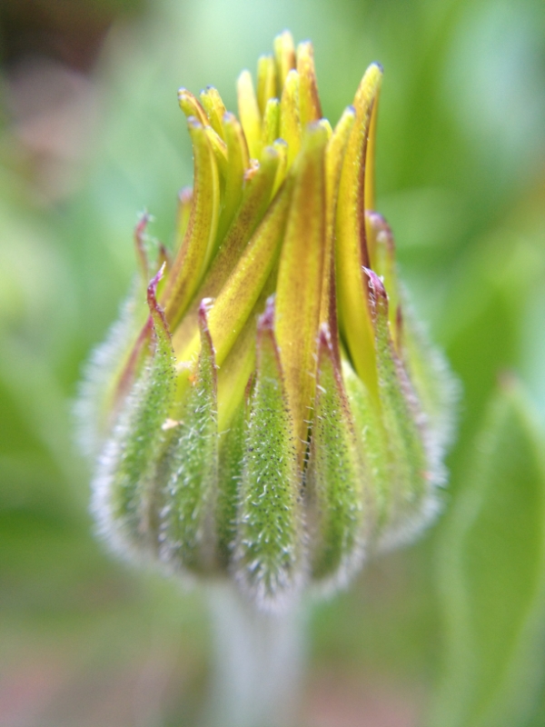 Hairy bud